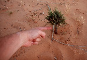 arbol pequeño arbol pequeño
